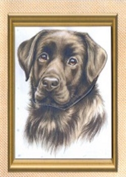  Chocolate Lab Sheet by Gill Dean