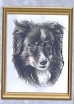 The Collie Sheet by Gill Dean
