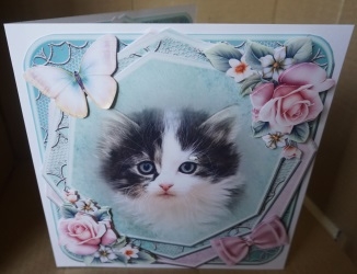 White and grey cat by Gill Dean
