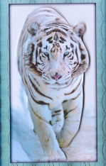 Wild Animal Series - White Tiger - Decoupage by Gill Dean