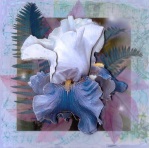 Irresistible Iris by Gill Dean