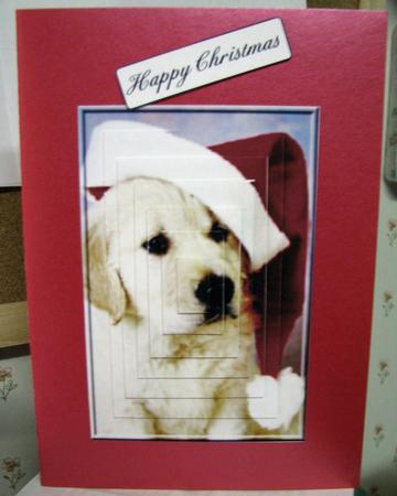 Christmas Puppy by Gill Gardiner