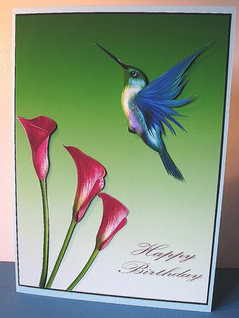 Humming Bird A4 by Gill Gardiner