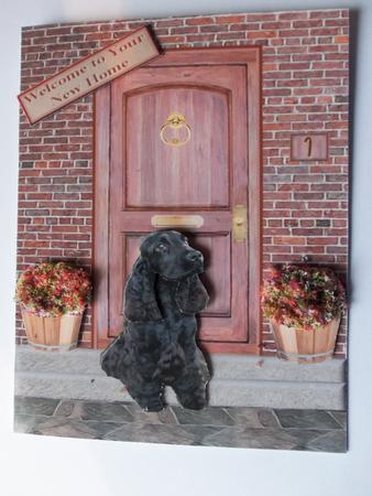 Cocker Spaniel ,black on a Doorstep by Gillian Sollis