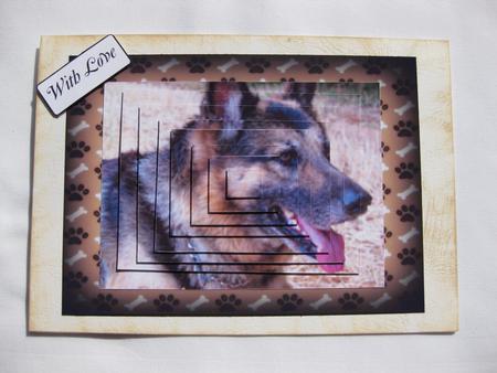 German Shepherd Dog by Gitte Jensen