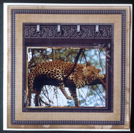 Leopard Resting 8x8 Card Mini Kit by Gitte Jensen