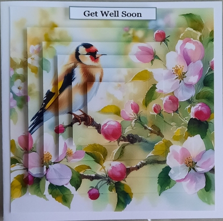 20+  garden birds by Glynis Preston