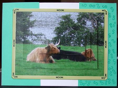 Highland Cattle Pyramid by GWYNETH GEORGE