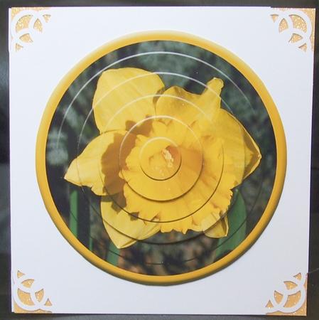 Circular Easy-position Pyramid - Daffodil by GWYNETH GEORGE