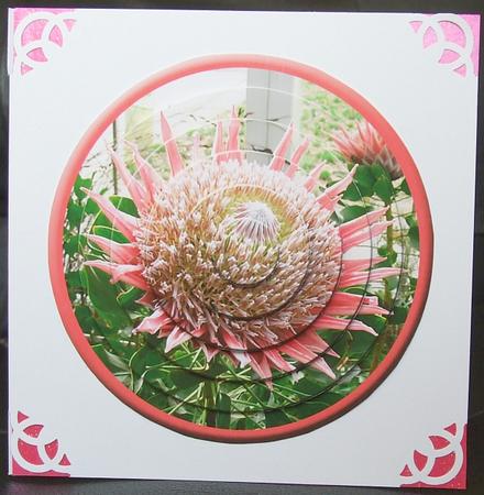 Circular Easy-position Pyramid - Waratah by GWYNETH GEORGE