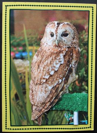 Tawny Owl Step by Step by GWYNETH GEORGE