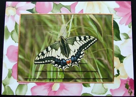 Swallowtail Butterfly for Birthdays Get Well Anniversary Etc by GWYNETH GEORGE
