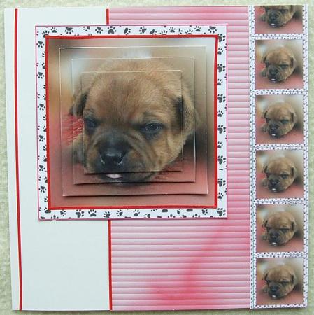 Cute Little Puppy by GWYNETH GEORGE