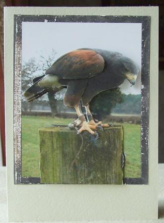 Harris Hawk Step by Step by GWYNETH GEORGE