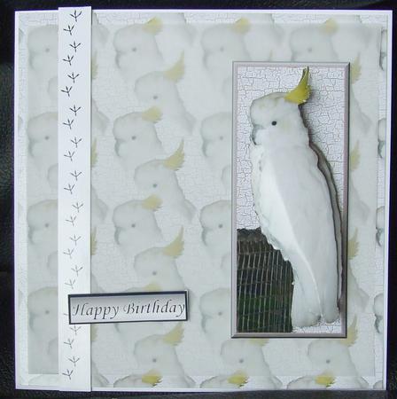 Cockatoo 3D Decoupage with Background by GWYNETH GEORGE
