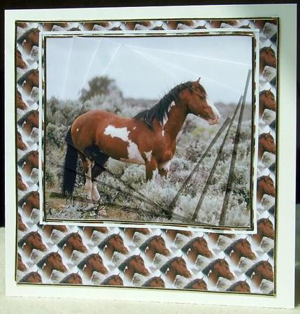 Wild Horse by GWYNETH GEORGE