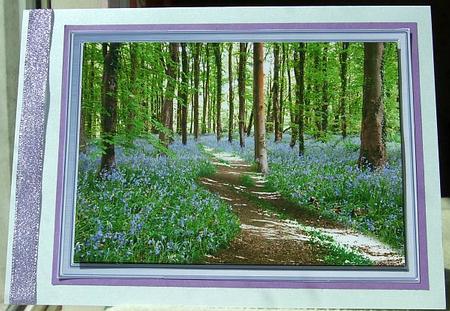 A Walk Through Bluebell Woods by GWYNETH GEORGE