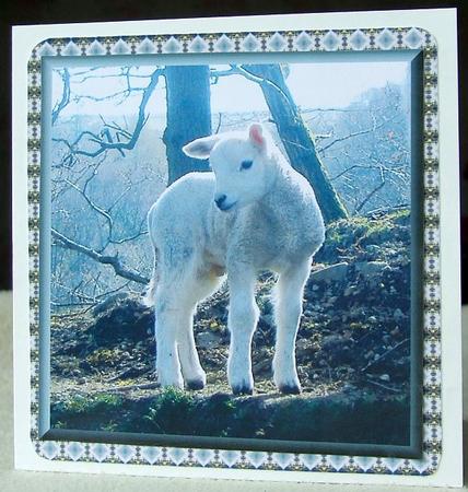 Lakeland Lamb by GWYNETH GEORGE