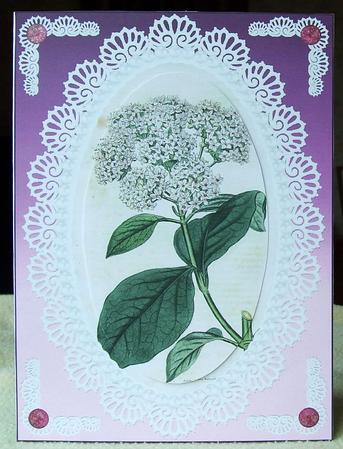 White Lilac by GWYNETH GEORGE
