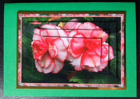 Pink Flowers by GWYNETH GEORGE