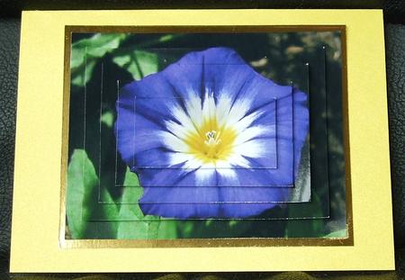 Purple Flower 1 by GWYNETH GEORGE