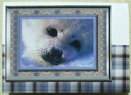 Seal Pup by GWYNETH GEORGE