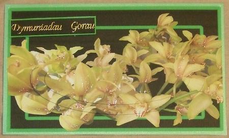 Orchid Green and Gold by GWYNETH GEORGE