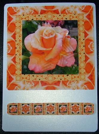 My Favourite Garden Rose by GWYNETH GEORGE