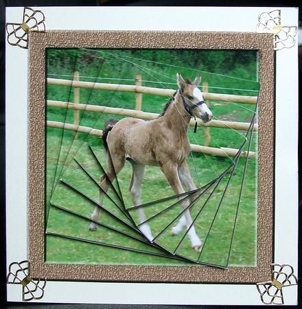 Biscuit the Foal by GWYNETH GEORGE