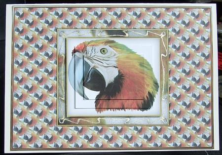 Parrot Quick Card Front with Pyramage by GWYNETH GEORGE
