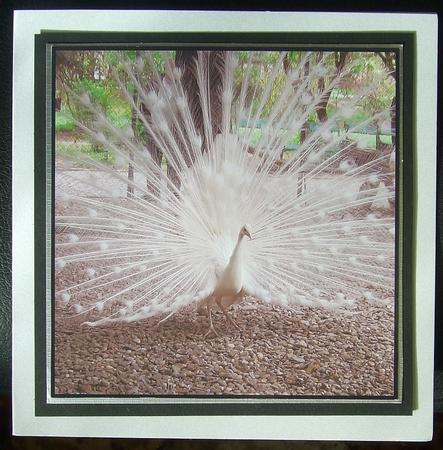 White Peacock Topper by GWYNETH GEORGE