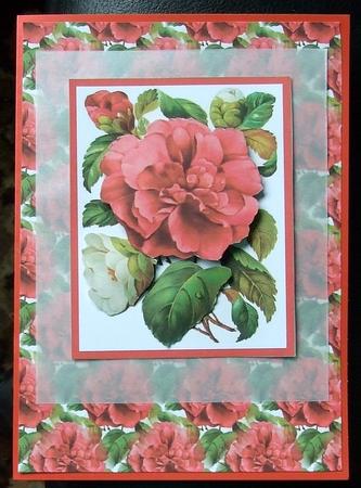 Pink Camellia by GWYNETH GEORGE