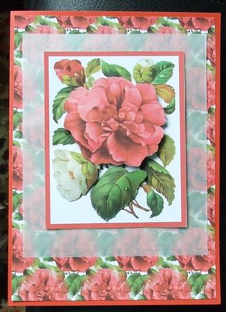 Pink Camellia Backing by GWYNETH GEORGE