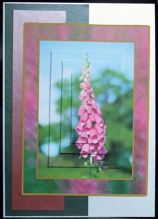 Foxglove Happy Birthday Pyramid by GWYNETH GEORGE