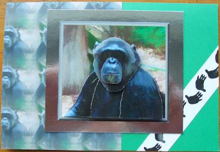 Chimpanzee 3D Decoupage with Background by GWYNETH GEORGE