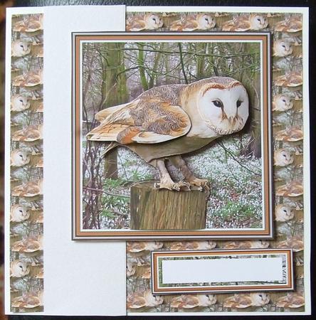 Barn Owl 3D Decoupage Woodland & Background by GWYNETH GEORGE