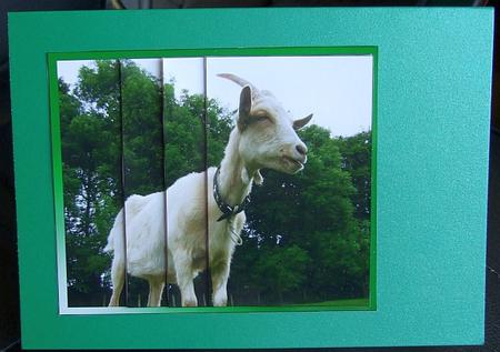Large White Goat by GWYNETH GEORGE