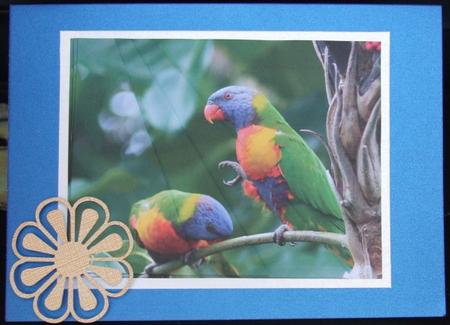 Lorikeet Pyramid. by GWYNETH GEORGE