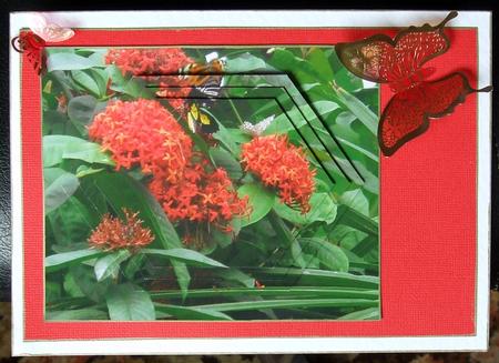 Butterfly Bush Layers by GWYNETH GEORGE
