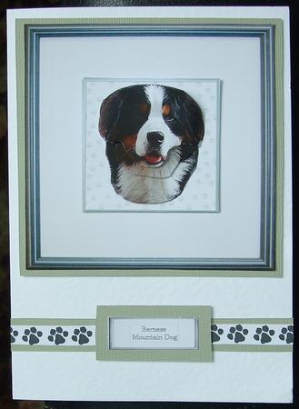 Bernese Mountain Dog Portrait 3D Decoupage by GWYNETH GEORGE