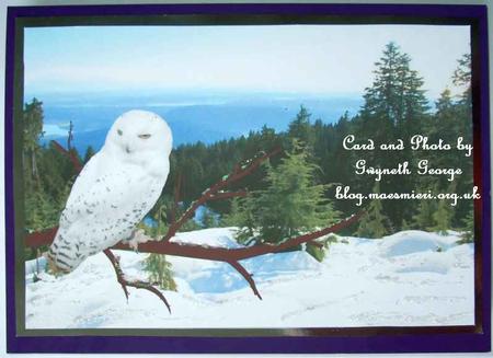 White Owl by GWYNETH GEORGE