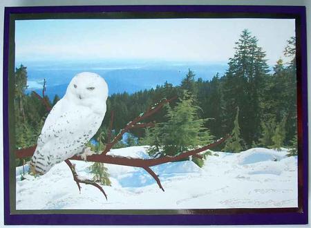 Snow Felled by GWYNETH GEORGE