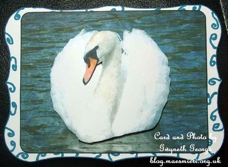 Beautiful Swan Watercolour Painting Cu4cu by GWYNETH GEORGE