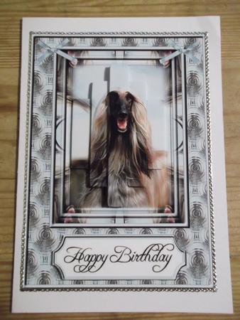 Afghan Hound by Hayley Griffiths