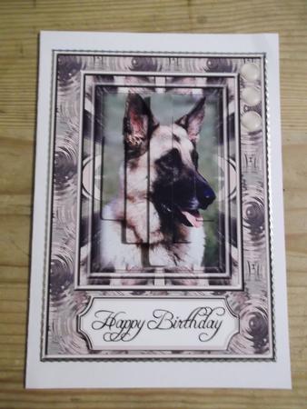 German Shepherd Dog by Hayley Griffiths