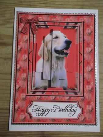 Labrador Retriever by Hayley Griffiths