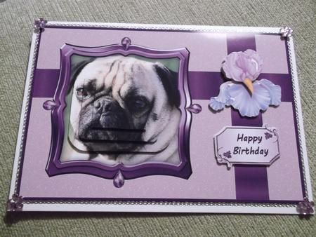 Pug Dog Birthday and More Qs by Hayley Griffiths