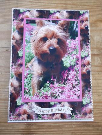 Yorkie Boy by Hayley Griffiths