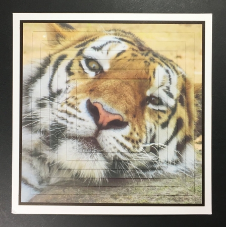 Because We Love Furries - Snoozing Tiger + Insert & Tag by Hazel Pepper