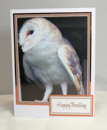 Barn Owl by Hazel Pepper